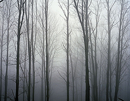 暗色,形状,树,站立,雾气
