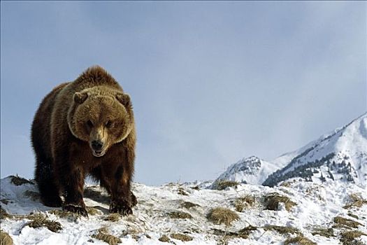 成年,棕熊,站立,雪中,俘获,游戏,阿拉斯加