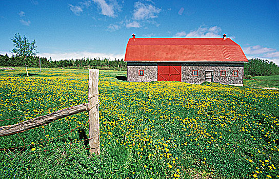 红色,屋顶,谷仓,蒲公英,加斯佩半岛,魁北克,加拿大