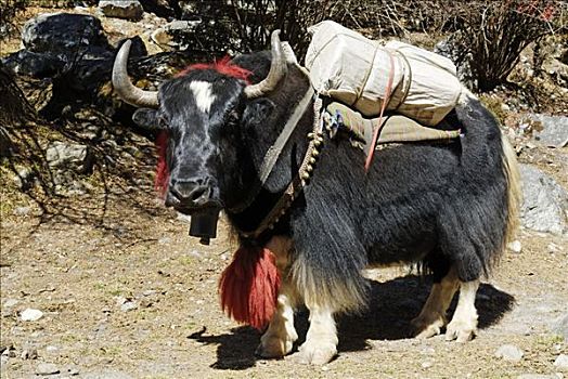 牦牛,负担,萨加玛塔国家公园,尼泊尔