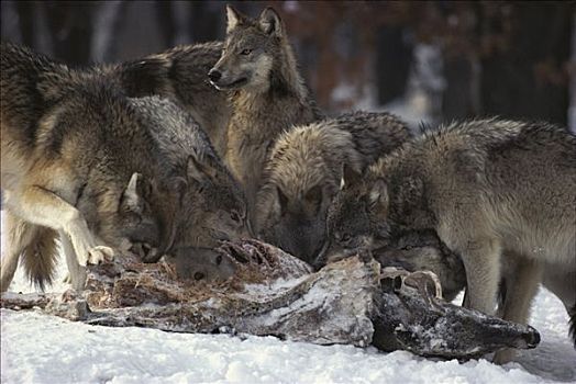大灰狼,狼,鹿,畜体,明尼苏达