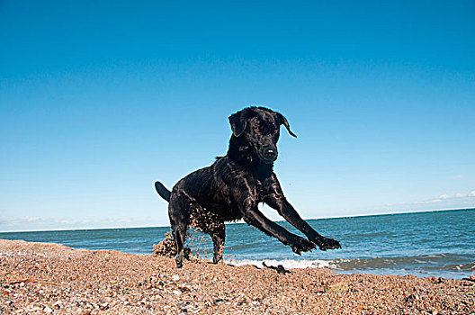 黑色,猎犬,海滩