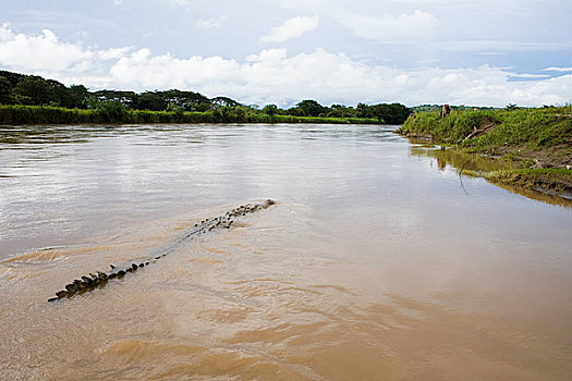 鳄鱼,河,哥斯达黎加