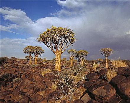 箭筒树,树,二歧芦荟,基特曼斯胡普,纳米比亚,非洲