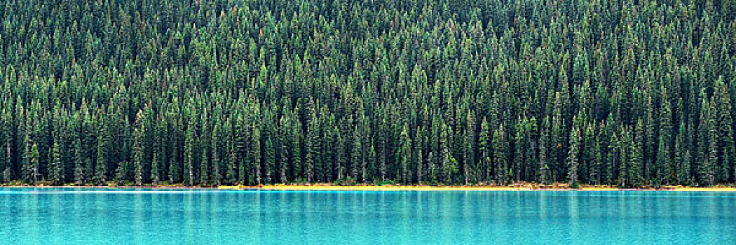 树林,全景,湖,水岸,班芙国家公园,加拿大