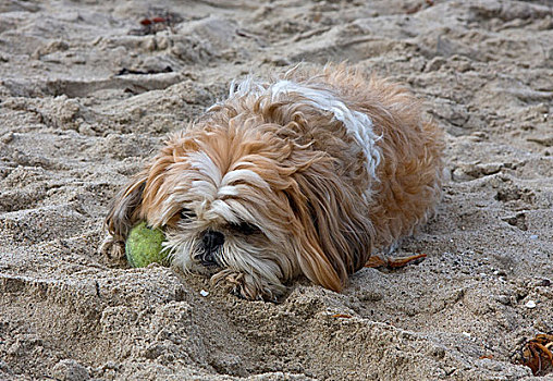 西施犬,卧,球,海滩