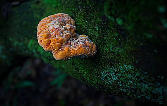 蘑菇菌类植物绿植森林生态环境特写