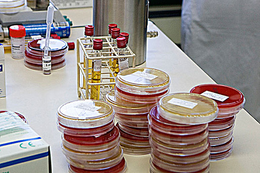 实验室,培养皿