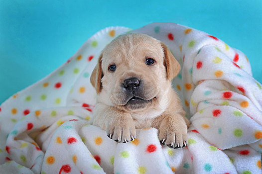 拉布拉多犬,黄色,小狗,3周,躺着,彩色,毯子,奥地利,欧洲