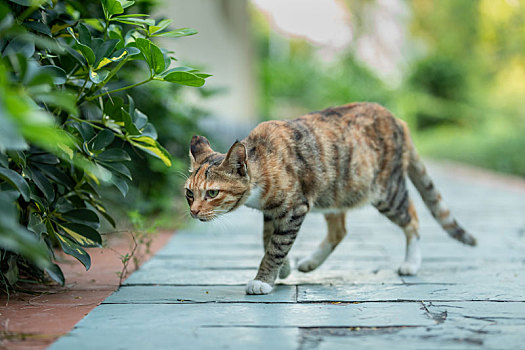 后院花园里玩耍的可爱猫眯