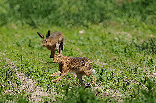 两个,褐色,野兔,欧洲野兔,跳跃,玉米田