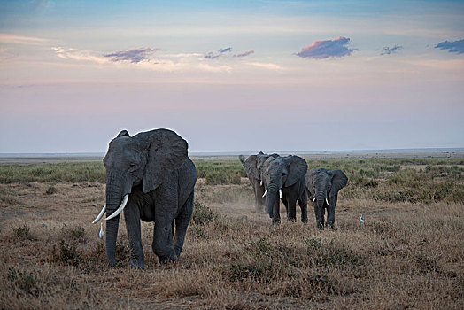 非洲大象110