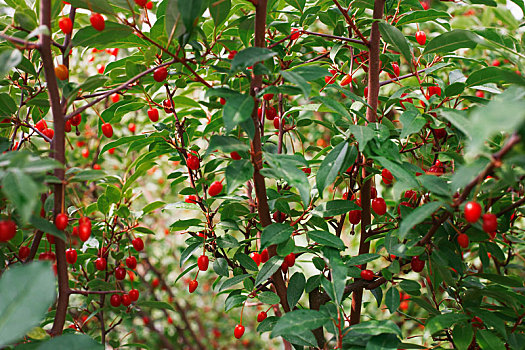 小檗属,灌木,红色浆果,绿叶