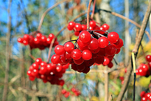 红色浆果,荚莲属植物,枝头