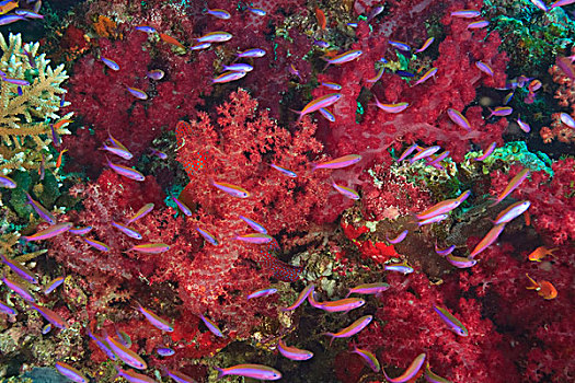 彩色,软珊瑚,小,鱼,彩虹,礁石,靠近,斐济,南太平洋