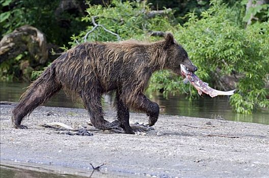 棕熊,三文鱼,堪察加半岛,俄罗斯