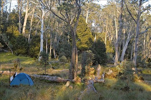 营地,靠近,新,小屋,奥弗兰,摇篮山,国家公园,塔斯马尼亚,澳大利亚
