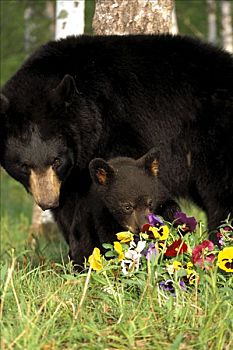 俘获,黑熊,母熊,幼兽,野花,明尼苏达