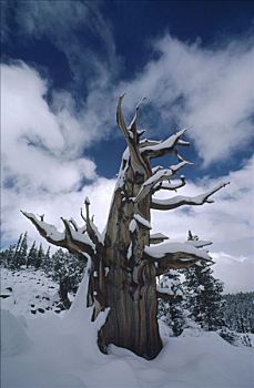 树,雪中,大盆地国家公园,内华达