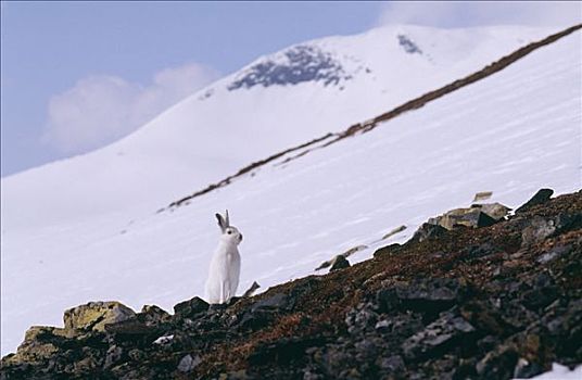 兔子,积雪,山