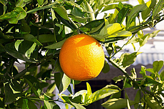 水果,橘树,悬挂,成熟,地中海