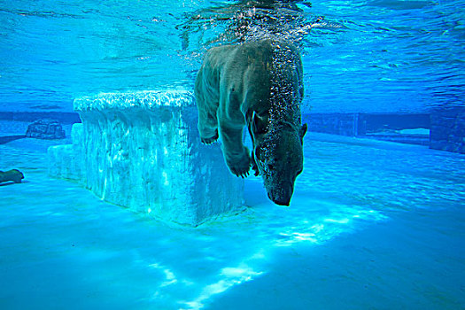 北极熊,成年,淹没,水中,新加坡动物园,新加坡,亚洲