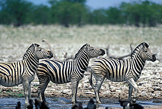 纳米比亚,埃托沙国家公园,牧群,平原斑马,斑马,站立,水边,洞