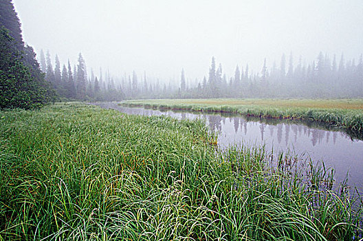 湿地,鲍伦湖,省立公园,不列颠哥伦比亚省,加拿大