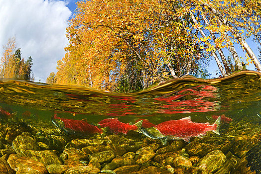 红鳟鱼,三文鱼,红鲑鱼,亚当斯河,错层式房屋,省立公园,不列颠哥伦比亚省,加拿大,北美