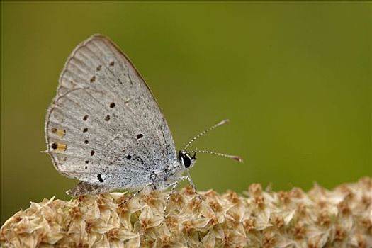 短尾蓝蝶,蝴蝶,花,荷兰