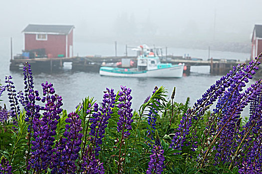 港口,雾,紫色,羽扇豆属植物,前景,新斯科舍省,加拿大