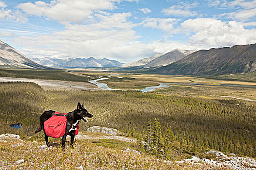 狗,阿拉斯加,哈士奇犬,雪橇狗,背包,风,河,后面,育空地区,加拿大