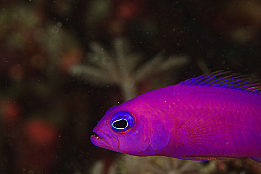 紫色,班达海,印度尼西亚