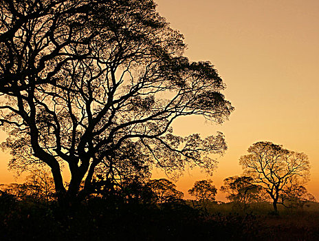 树,剪影,日落,潘塔纳尔,南马托格罗索州,巴西,南美