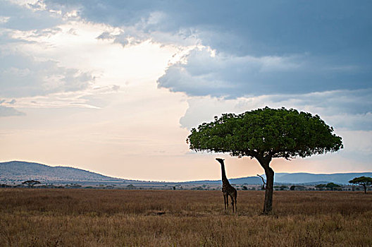 长颈鹿,树,叶子,黄昏,马赛马拉,肯尼亚