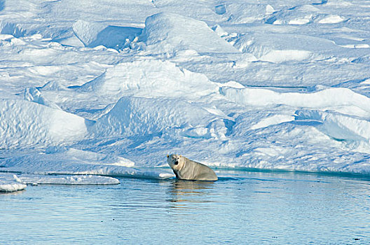 北极熊,坐,浮冰,环顾