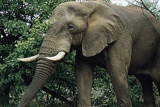 非洲象,南非