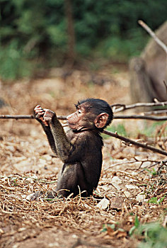 坦桑尼亚,冈贝河国家公园,东非狒狒,幼仔,清洁,大幅,尺寸
