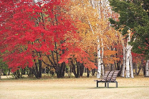 秋叶,长椅,公园