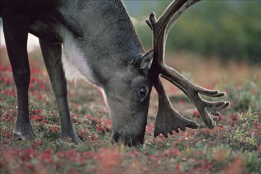 北美驯鹿,驯鹿属,放牧,秋天,苔原,德纳利国家公园和自然保护区,阿拉斯加