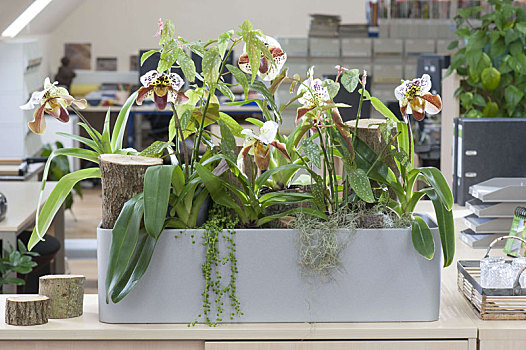 植物,提供,室内,气候,办公室