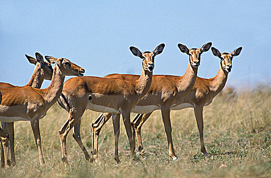 黑斑羚,女性,马赛马拉,公园,肯尼亚