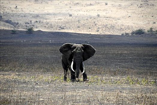 非洲象,长,獠牙,恩戈罗恩戈罗火山口,坦桑尼亚