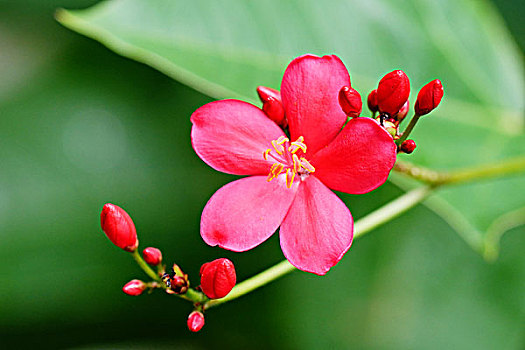 鸡蛋花,花卉,鲜花