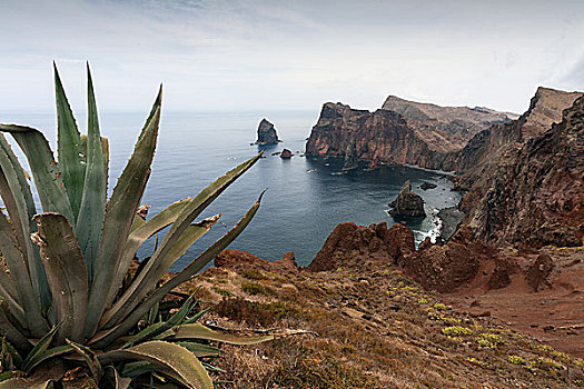 岩石海岸,龙舌兰,正面,马德拉岛,葡萄牙,欧洲