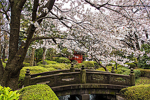 清水寺樱花