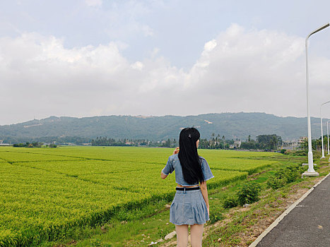 海南陵水富力湾环岛旅游公路稻田