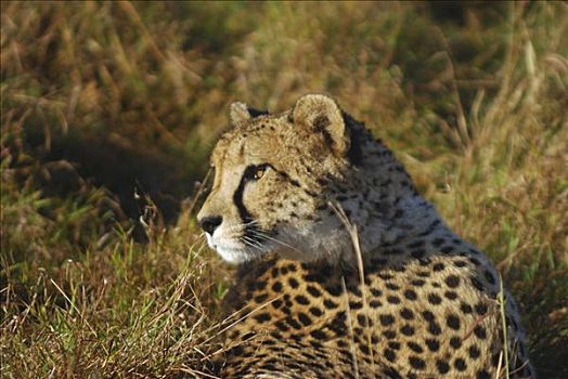 印度豹,湿地,禁猎区,南非