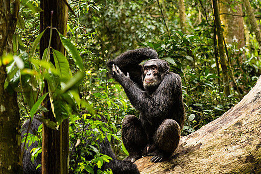 普通,黑猩猩,类人猿,树林,坐在树上,国家公园,乌干达,非洲