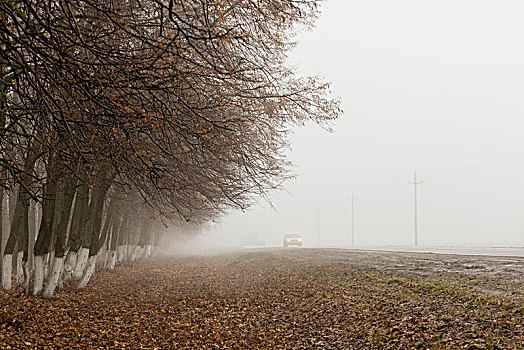汽车,途中,秃树,雾状,天气,冬天